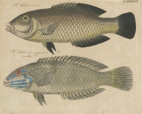 Two Species of Wrasse Fish, Hand-Colored Engraving, c.1780, close-up 1