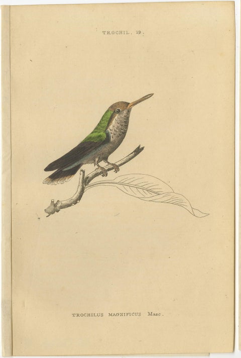 Set of 8 Antique Bird Prints, Violet-Tufted Hummingbird, by Jardine '1837', view 8