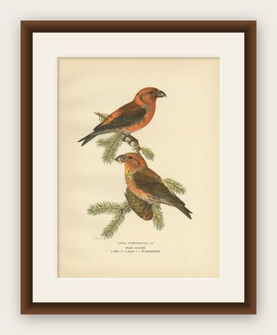 Antique Bird Print of The Red Crossbill by Von Wright, 1927, shown framed