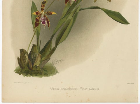 Antique Botanical Print, Exotic Orchid Odontoglossum Wattianum, c.1888, close-up 1