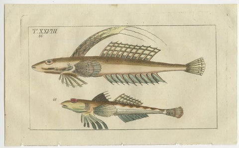 Set of 4 Antique Fish Prints - Remora - Dragonet - Star Gazer, view 4