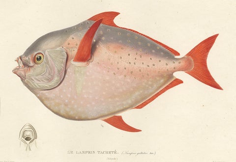 Antique Print of the Opah or Moonfish, Hand-Colored Lithograph, 1845, close-up 3