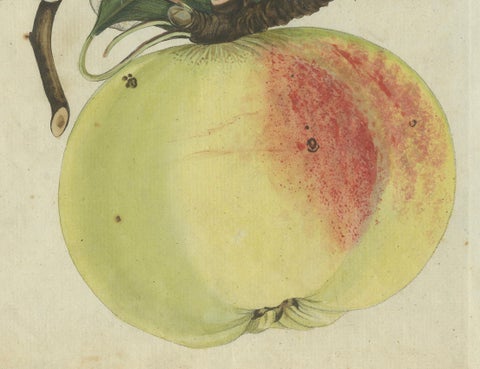 Botanical Study of an Apple and Blossoms: Hand-Colored 19th-Century Engraving, close-up 3