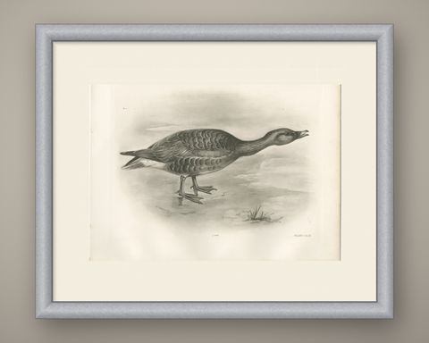 Grey Goose Walking, Antique Bird Print after Lilian Medland, circa 1909, shown framed