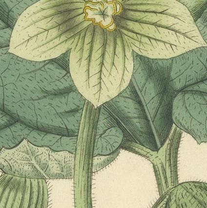 Antique Botany Print of Ecballium Elaterium by Curtis, 1817, close-up 1
