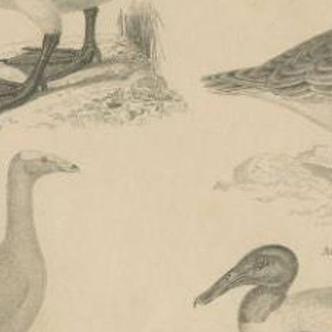 Antique Print of the Wild Swan, Wild Goose and Other Birds, 1841, close-up 2