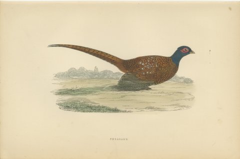 Pheasant in an Open Field with Trees, Hand Colored Game Bird Print, 1896, view 2