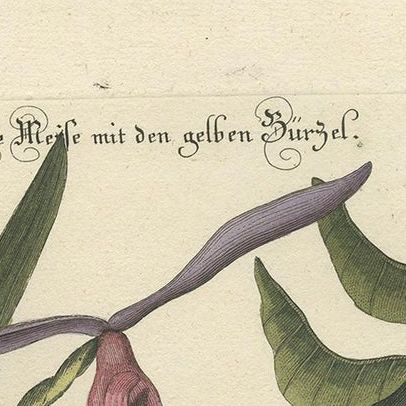 Antique Print of Various Plants and the Yellow-Rumped Warbler by Seligmann, close-up 1