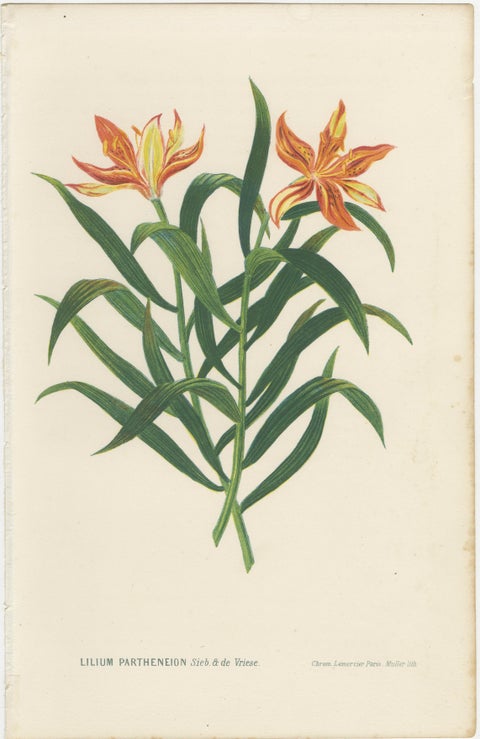 Pair Antique Botanical Lithographs, Lilium Partheneion & Coridion, 1856, view 2
