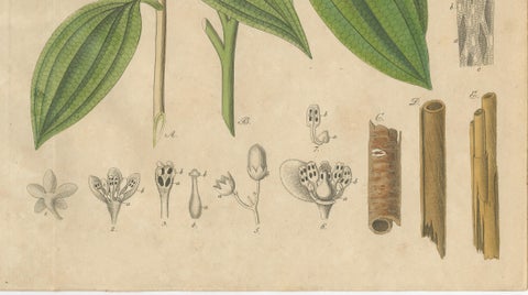 Antique Cinnamon Botanical Print, Laurus Cinnamomum & cassia, c.1831, close-up 3