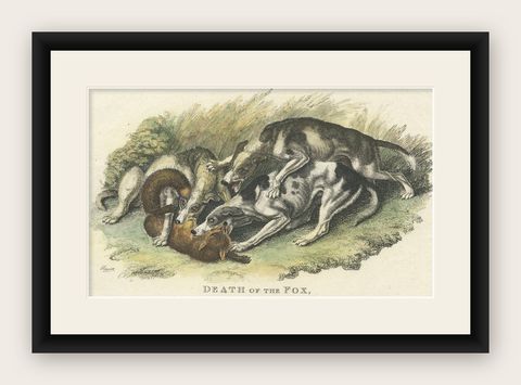 Antique Hand-Colored Print of Hunting Dogs Attacking a Fox, 1812, shown framed