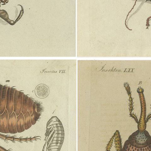 Set of 4 Antique Prints of Various Insects Including the Human Flea and Others, close-up 2