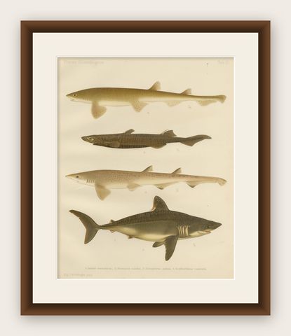 Magnificent Lithograph of Scandinavian Sharks from Pisces Scandinaviae, 1895, shown framed