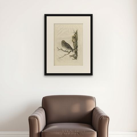 Little Owl, Hand-Colored Dutch Bird Print by Sepp & Nozeman, 1770, shown framed on a wall