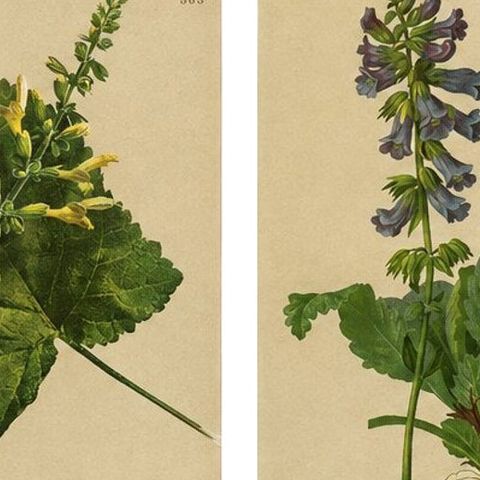 Set of 8 Antique Alpine Botanical Chromolithographs, Atlas der Alpenflora 1897, close-up 1