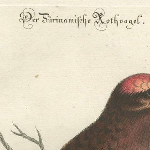 The Red Bird of Surinam by J.M. Seligmann, Hand-Colored Engraving, 18th Century, close-up 4