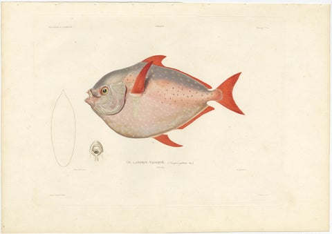 Antique Print of the Opah or Moonfish, Hand-Colored Lithograph, 1845, view 2
