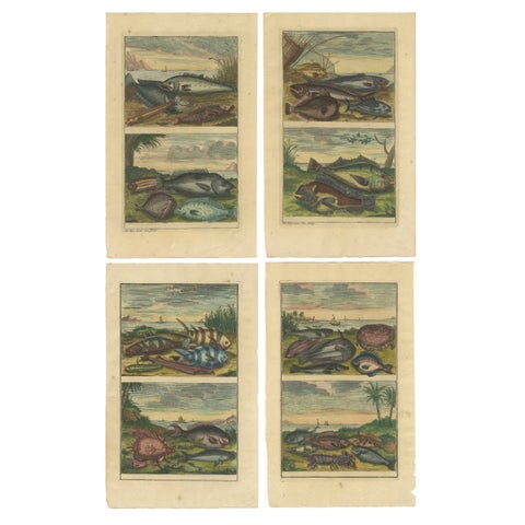 Set of 4 Colored Antique Prints of Various Fishes and Crustaceans