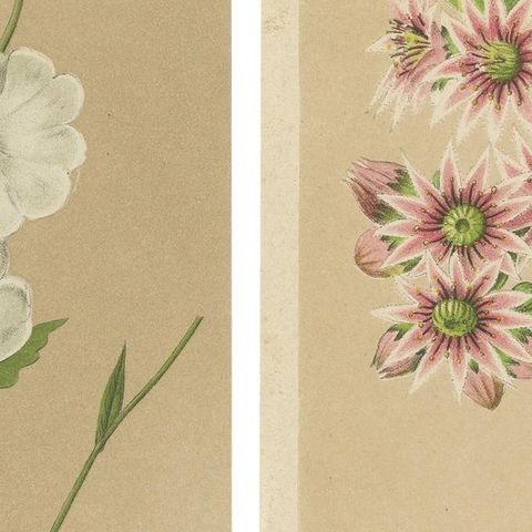 Set of 2 Antique Botany Prints, Nicotiana Suaveolens 'c.1880', close-up 1