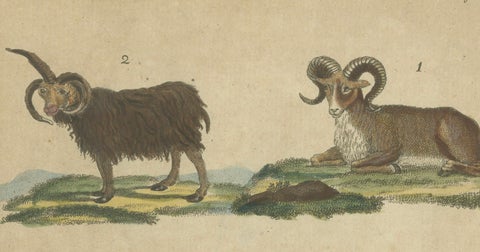 Antique Handcolored Engraving of Sheep and Rams, c.1800, close-up 2