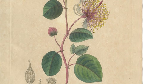 Antique Caper Botanical Print, Capparis Spinosa, Hand Colored, c.1831, close-up 2