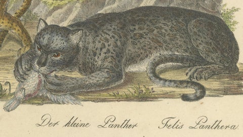 Antique Leopard & Panther Lithograph by Karl Joseph Brodtmann, 1816, close-up 3