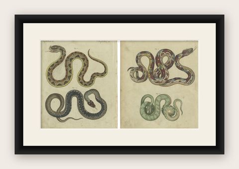 Set of 2 Antique Prints of Various Snakes by Bertuch, circa 1800, shown framed