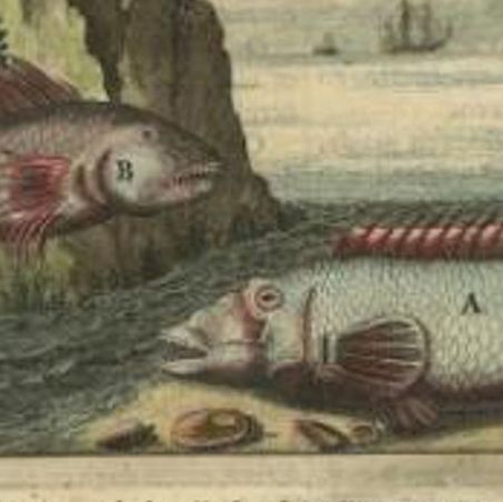 Rare Engraving Picturing Fish from Crete and Dutch Ships, Coloured, 1688, close-up 1
