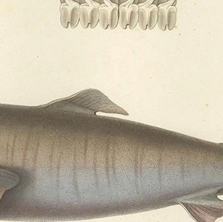 Antique Print of Greenland Shark with Detail Views, Paris, circa 1845, close-up 6