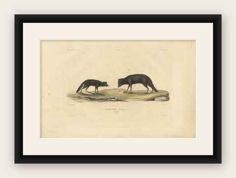 Rare Hand-Colored Engraving of An Artic Fox in Summer Coat, 1842, shown framed