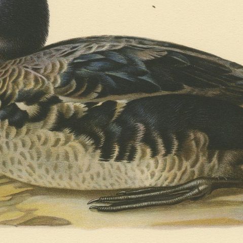 Solitary Serenity: A Juvenile Black Scoter Bird Print by Magnus von Wright, 1929, close-up 4
