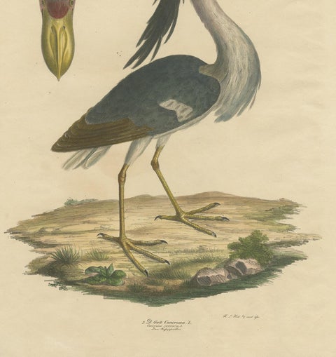 Antique Bird Print of the Boat-Billed Heron by Goldfuss, circa 1824, view 4