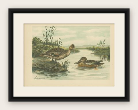 Northern Shoveler Ducks by Reinhold Schmidt, Antique Bird Print c.1895, shown framed
