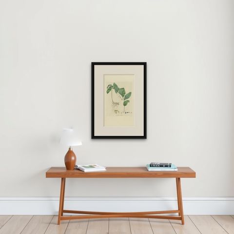 Antique Botany Print of the Common Solomon's-Seal by Curtis, 'circa 1817', shown framed on a wall