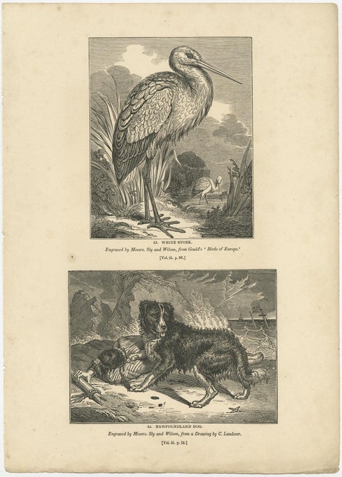 Old Antique Print of a White Stork and Newfoundlander Dog, 1835, view 2