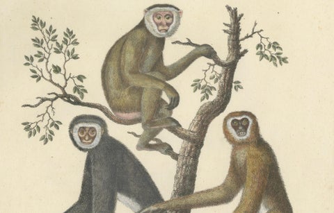 Antique Gibbons & Monkeys Lithograph by Karl Joseph Brodtmann, 1816, close-up 2