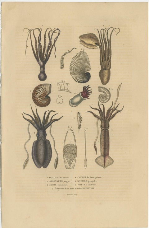 Collection of Old Naturalist Illustrations: Marine Life and Arthropods, 1845, view 3
