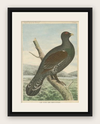 Old Bird Print of a Black Grouse, shown framed