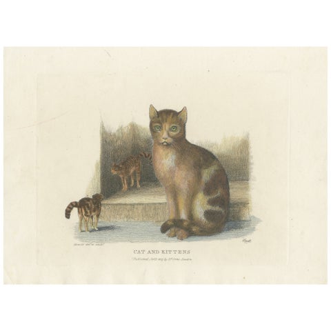 Cat and Kittens, 1809 Hand-Colored Etching by Samuel Howitt