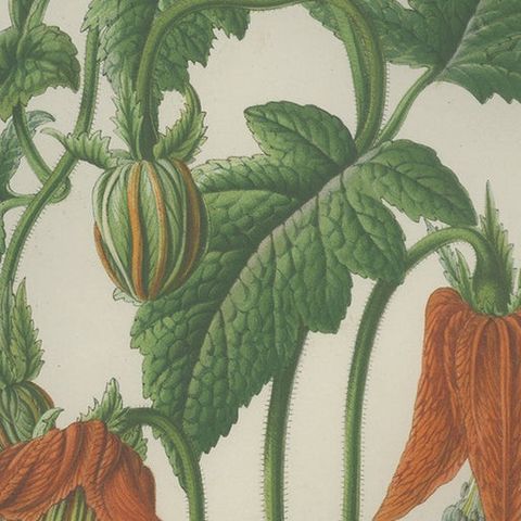 Antique Botany Print of the Illairea Canarinoides by Van Houtte 'c.1845', close-up 1