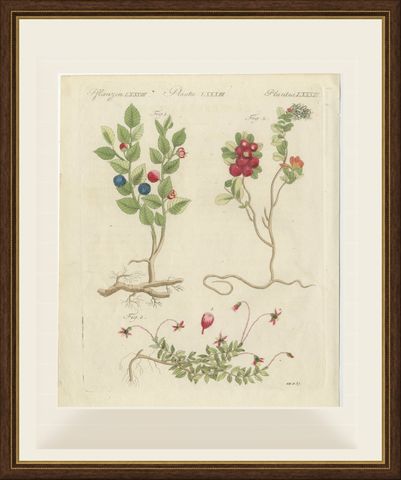 Bilberry, Lingonberry and Cranberry, Antique Bertuch Print, circa 1805, shown framed