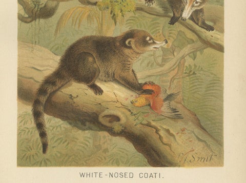 White-Nosed Coati, Antique Tropical Animal Chromolithograph, 1894, close-up 4