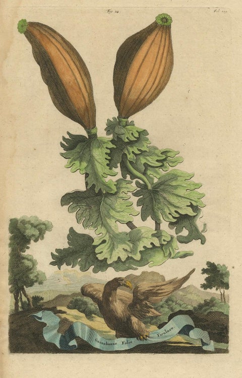 Botanical Illustration of Soursop (Annona muricata) from Munting’s 1696 Herbal, close-up 5
