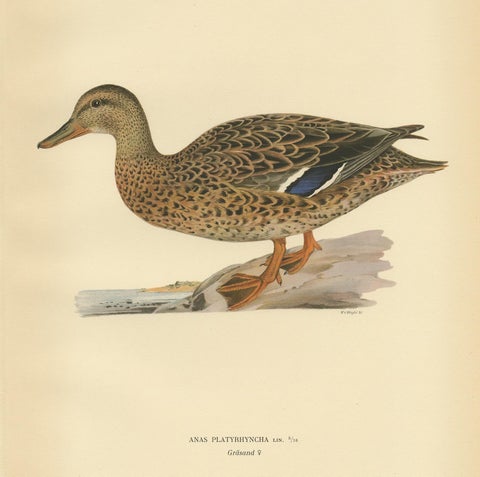 Antique Bird Print of a Female Domestic Duck by Von Wright, '1929', view 2