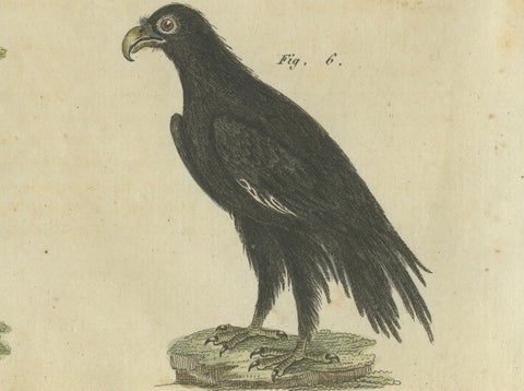 Birds of Prey: Hand-Colored Engraving of Raptors, Published in 1805 by Bertuch, close-up 2
