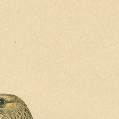 Antique Bird Print of the Rough-Legged Hawk by Von Wright '1917', close-up 1