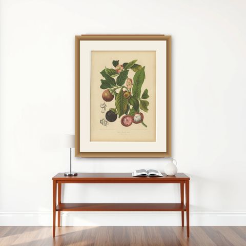 Original Antique Mangosteen Botanical Chromolithograph by Hoola van Nooten, 1880, shown framed on a wall