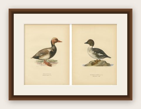1929 Swedish Ornithology Lithographs Pair, Red-crested Pochard & Goldeneye, shown framed
