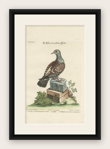 Antique Hand-Colored Pigeon Engraving, Copperplate, Circa 1770, shown framed