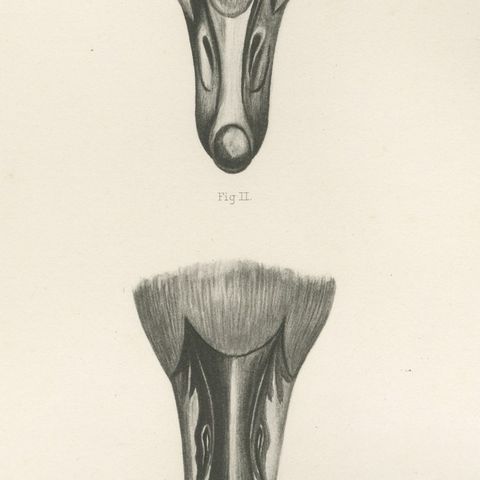 Heads of the Wild Geese, Antique Bird Print after Lilian Medland, circa 1909, close-up 3